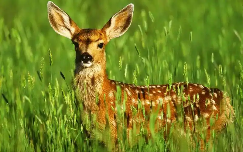 郊外野生梅花鹿唯美高清图片大全分享