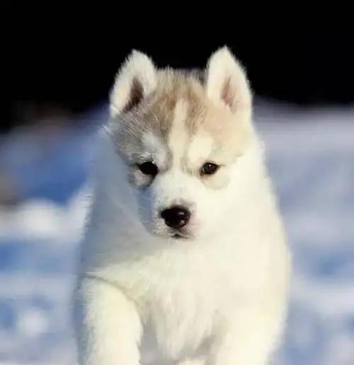 哈士奇小奶狗,从小就与众不同!