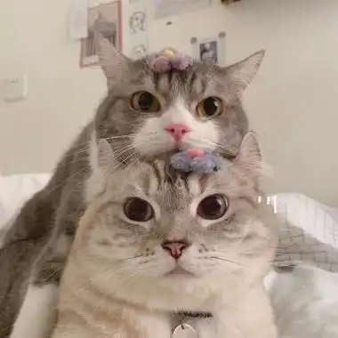 情头可爱猫咪一对高清猫咪情头可爱一对情侣头像图片