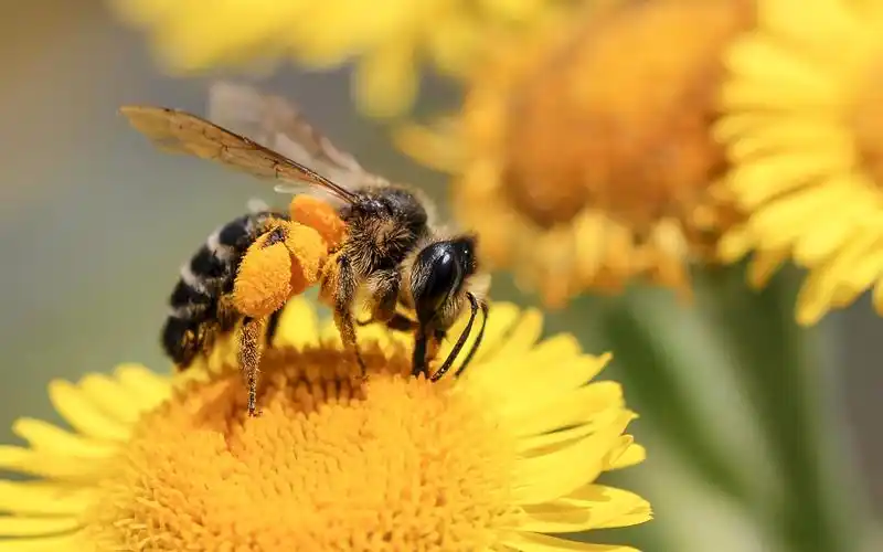 蜜蜂,黄色的花朵 壁纸