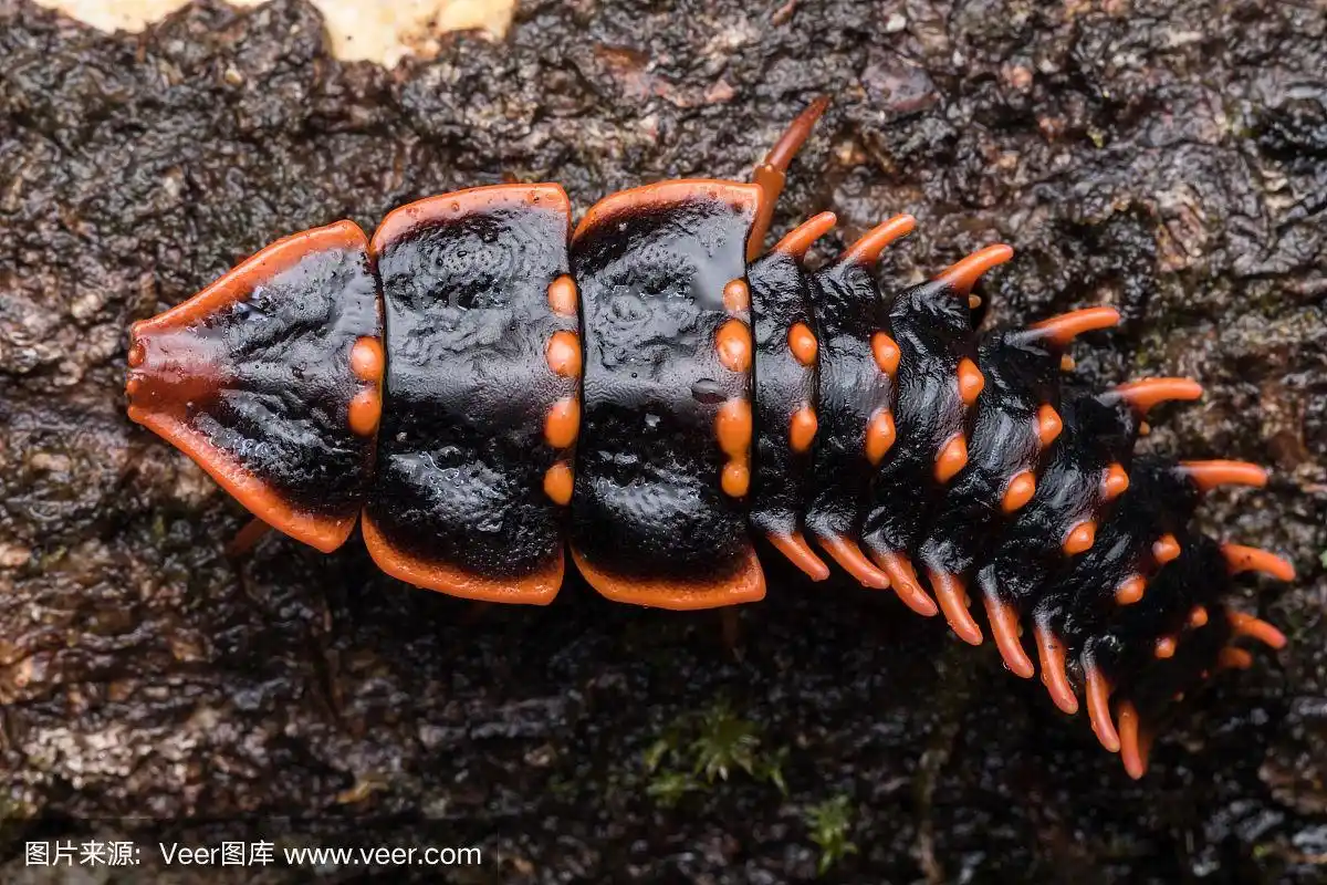 三叶虫甲虫是婆罗洲的一种稀有昆虫.