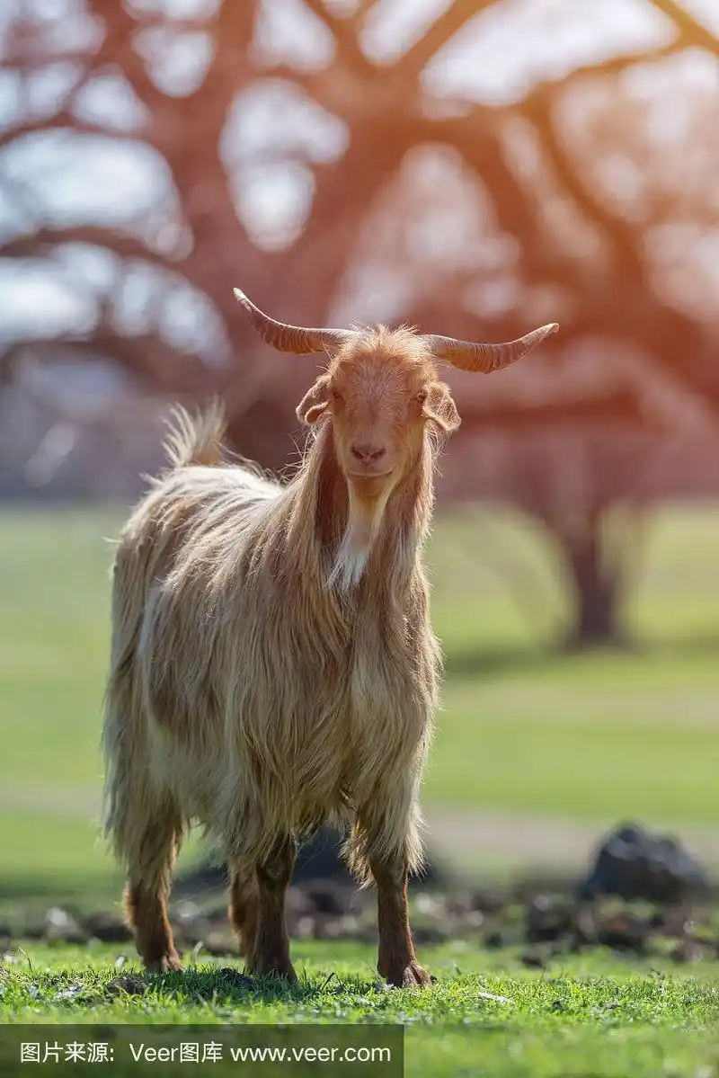 棕色和白色的公山羊,有长毛和角