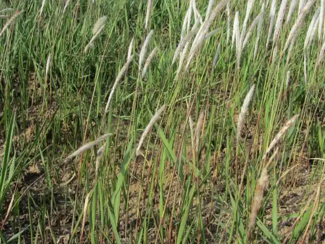 忆童年伙伴文燕