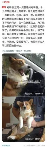 闲鱼惊现会喷火的狗子!还会和喷水犬打架闹不和
