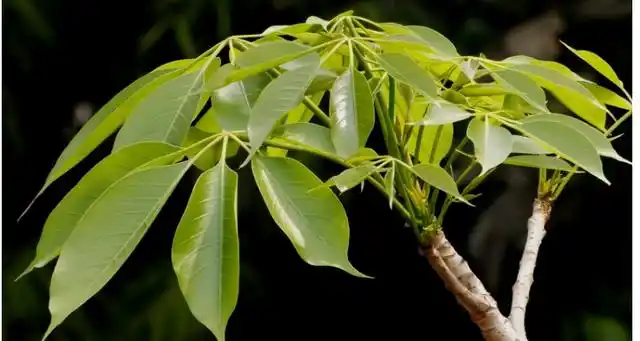 木棉花的叶子如同一个摊开的手掌,叶面为深绿色,叶背为褐色,而且叶片