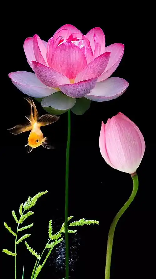 1080_1920竖版 竖屏