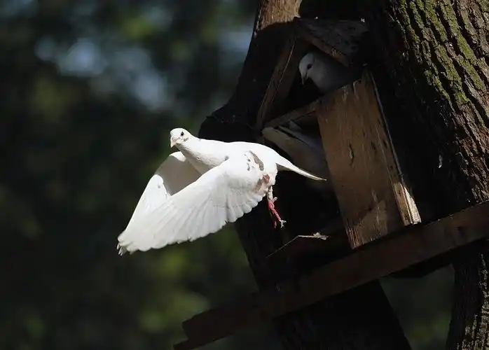 > 适马大炮 一头两用