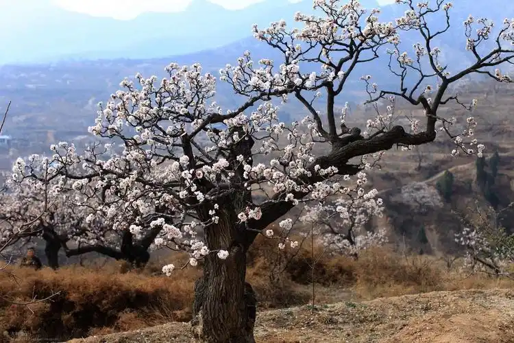 杏花时节~富平曹村古杏树