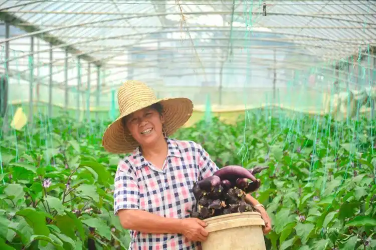 菜农抱着刚采摘下的新鲜茄子喜上眉梢.李正润摄