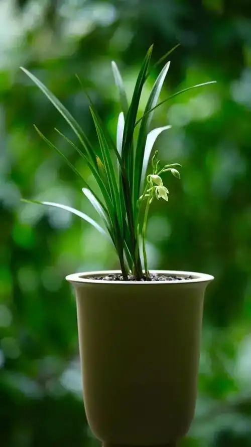 兰草图片大全大图(兰草图片大全大图真实)