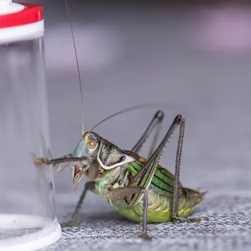 包邮 活体冬蝈蝈平谷黑铁皮 翠绿蝈蝈新脱蝈蝈包运输风险分房养殖