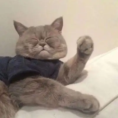 微信头像猫咪图片大全2020年猫微信头像图片