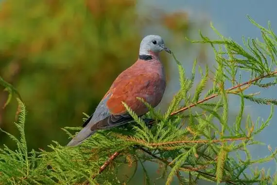 火斑鸠国家三级保护动物长仅23厘米后颈有黑领环