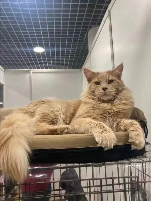 俄罗斯巨型缅因猫