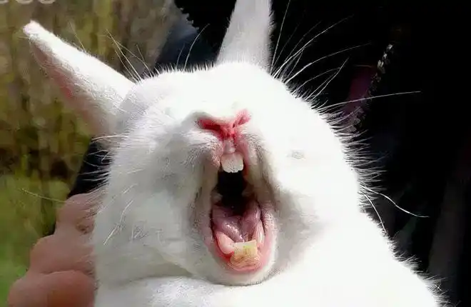 兔子的牙齿有多厉害