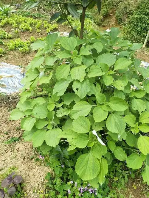 有着中国特产之称,数千年文化艺术积累的中国草――苎麻