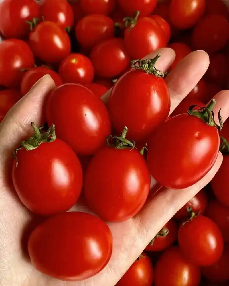 圣女果,又称小西红柿,其鲜亮的颜色和甜美的口感使其成为果盘 - 抖音