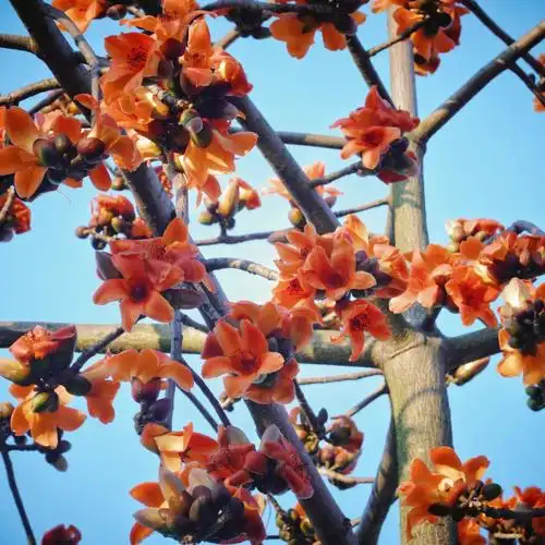 你知道木棉花的花语是什么吗