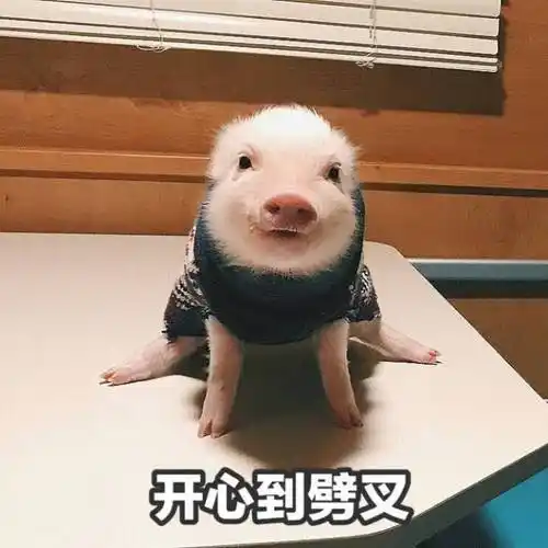 萌宠小猪开心到劈叉嘚瑟呆萌可爱gif动图_动态图_表情包下载_soogif