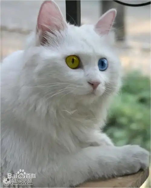 另外,其实纯种波斯猫要符合眼鼻一线的特征哦.