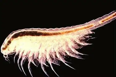 p>卤虫(brine shrimp)也称盐水 a>丰年虫 /a>.