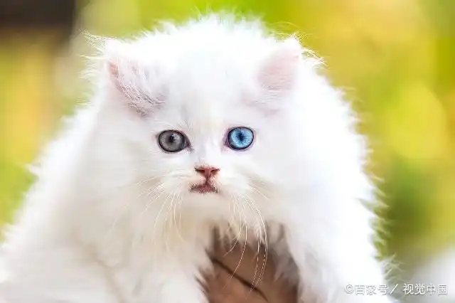 波斯猫美丽优雅,眼睛更是非常美丽