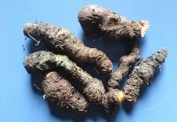 中药原料——蚤休,别名重楼,七叶一枝花…….