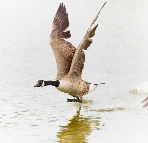 > 加拿大野鹅