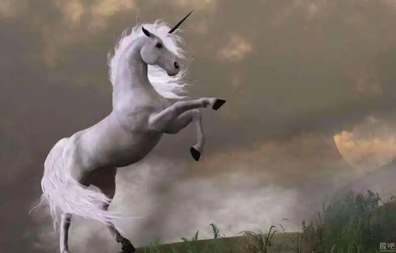 新独角兽乐视网即将崛起!再次千