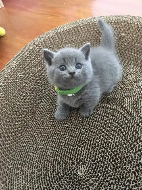 深圳英短矮脚蓝猫蓝白宝宝找新家预定