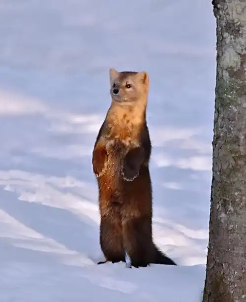 在延边拍到野生紫貂,表情呆萌可爱