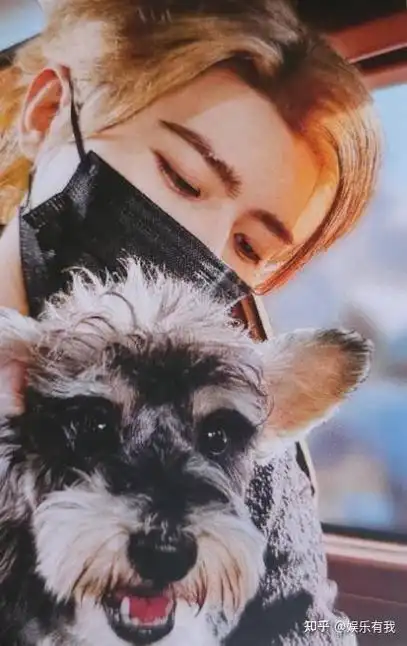 宠物博主蔡徐坤来袭更新爱犬雪纳瑞美照尽显温柔爱意