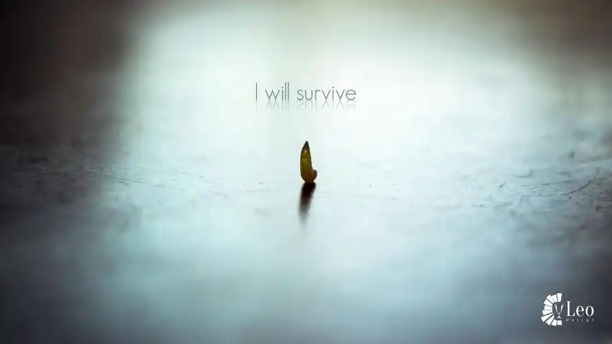 精选世界杯开场曲i will survive桌面壁纸下载