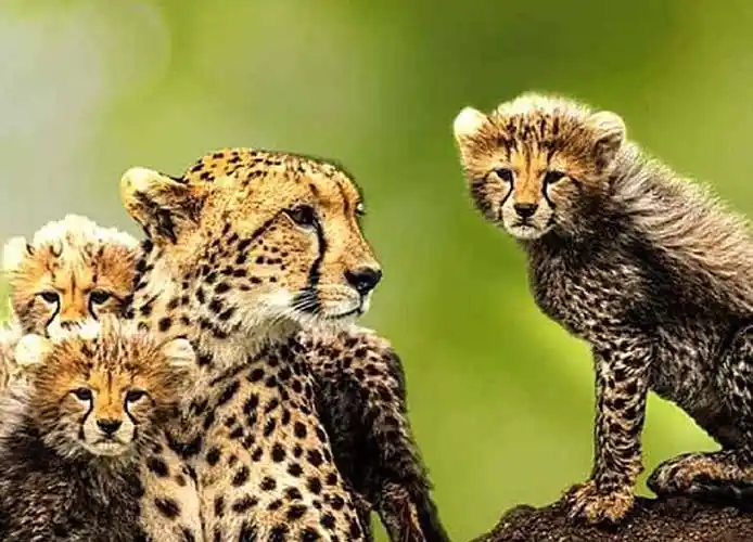 野生动物的母爱纪录片《猎豹之道 the way of the cheetah》讲述在