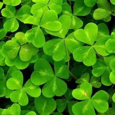 幸运草头像图片大全寓意好运幸运