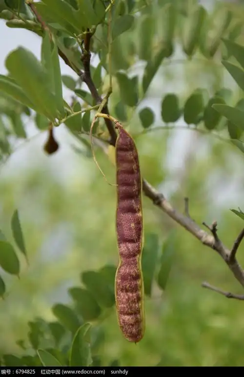 洋槐树的果实摄影图片