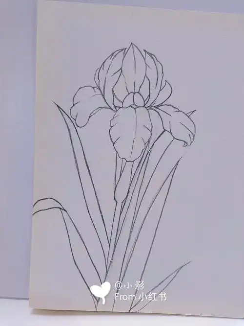 画画打卡  #简笔画教程  #鸢尾  #可爱简笔画  #花  #花卉  #鸢尾花