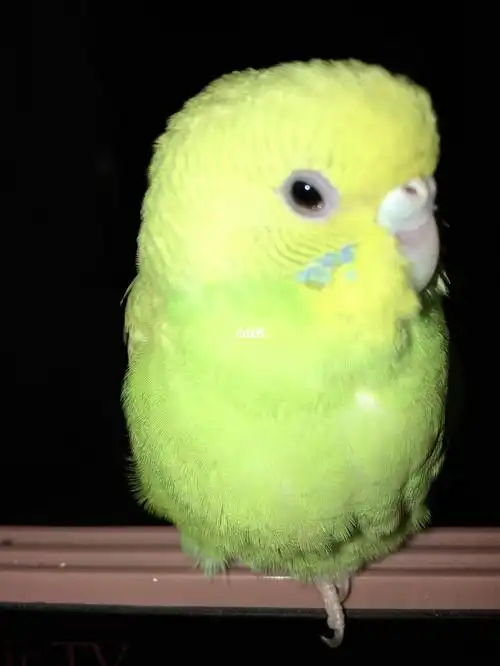 求救小鹦鹉眼病