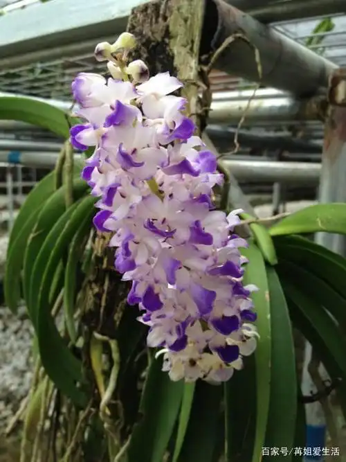 虎斑兜兰:像不像一个小兜兜?