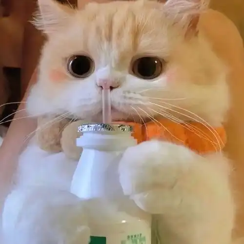 可爱猫咪头像,治愈你的不开心#萌宠##头像##女生头像