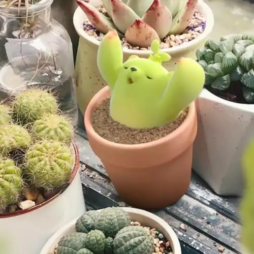 萌芽熊这么可爱的多肉给我来一箱78