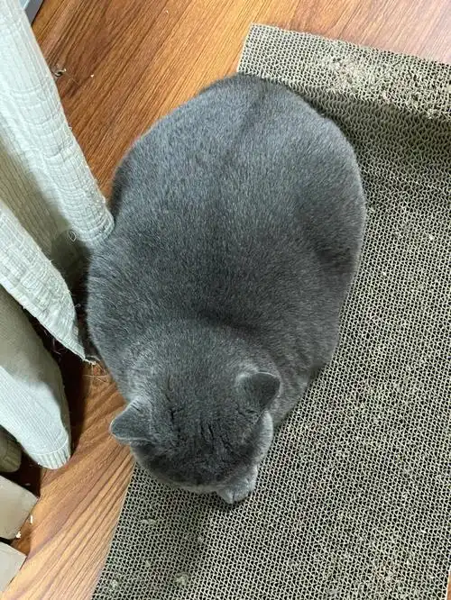 蓝猫都是这么胖的吗