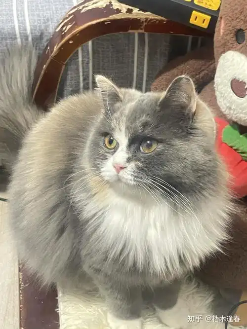 布偶和蓝猫串 小猫会有和布偶一样颜色的吗? - 知乎