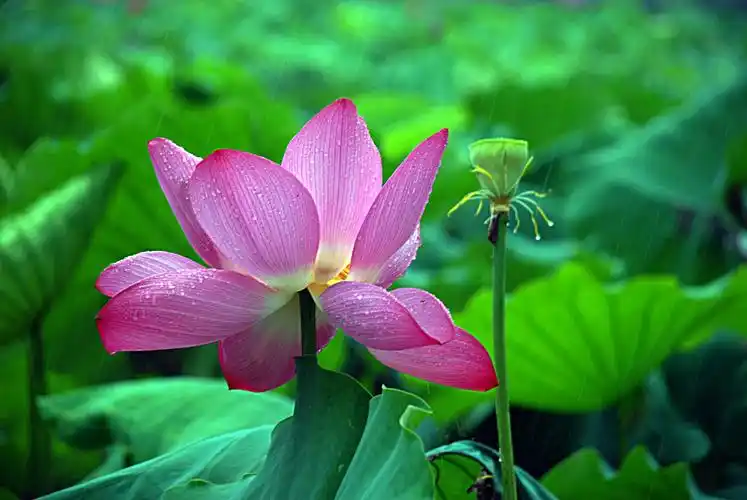 雨中荷花