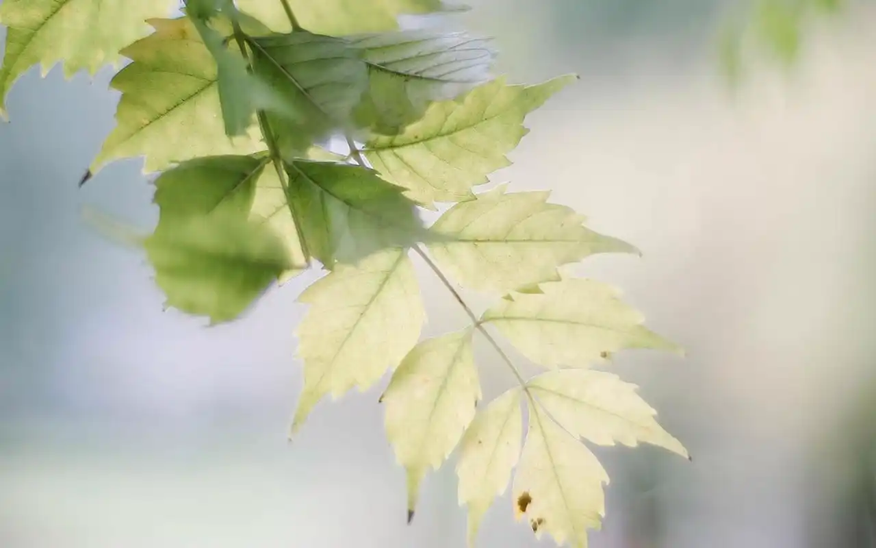 清新绿叶唯美高清壁纸_植物壁纸_壁纸下载_美桌网