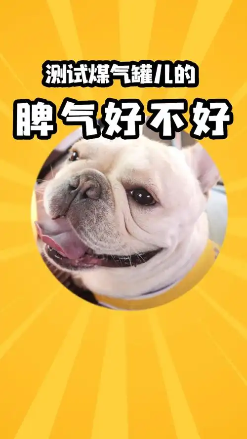 一点脾气都没有的狗狗你见过吗!