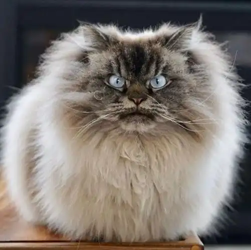 呆萌小猫咪长大后却变愤怒鳌拜这中间到底发生了什么