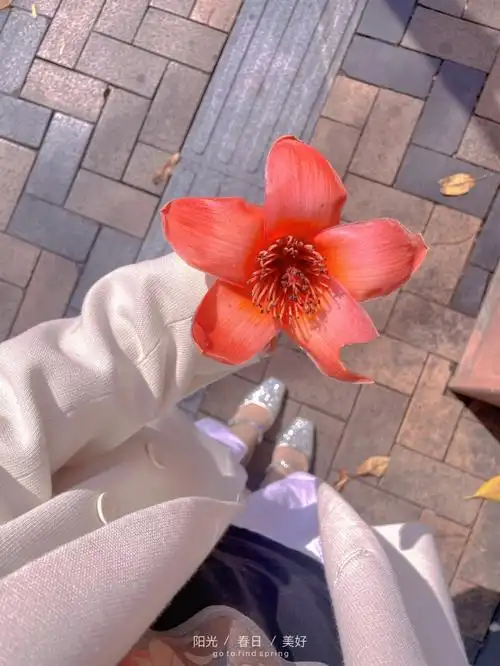 木棉花语:珍惜当下走路的时候被木棉花砸到,分享美好的一天#木棉花的