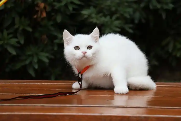 195英短纯白公全身白纯种白猫英短