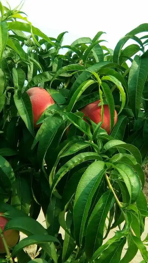 阿布白毛桃上市啦,快来订购